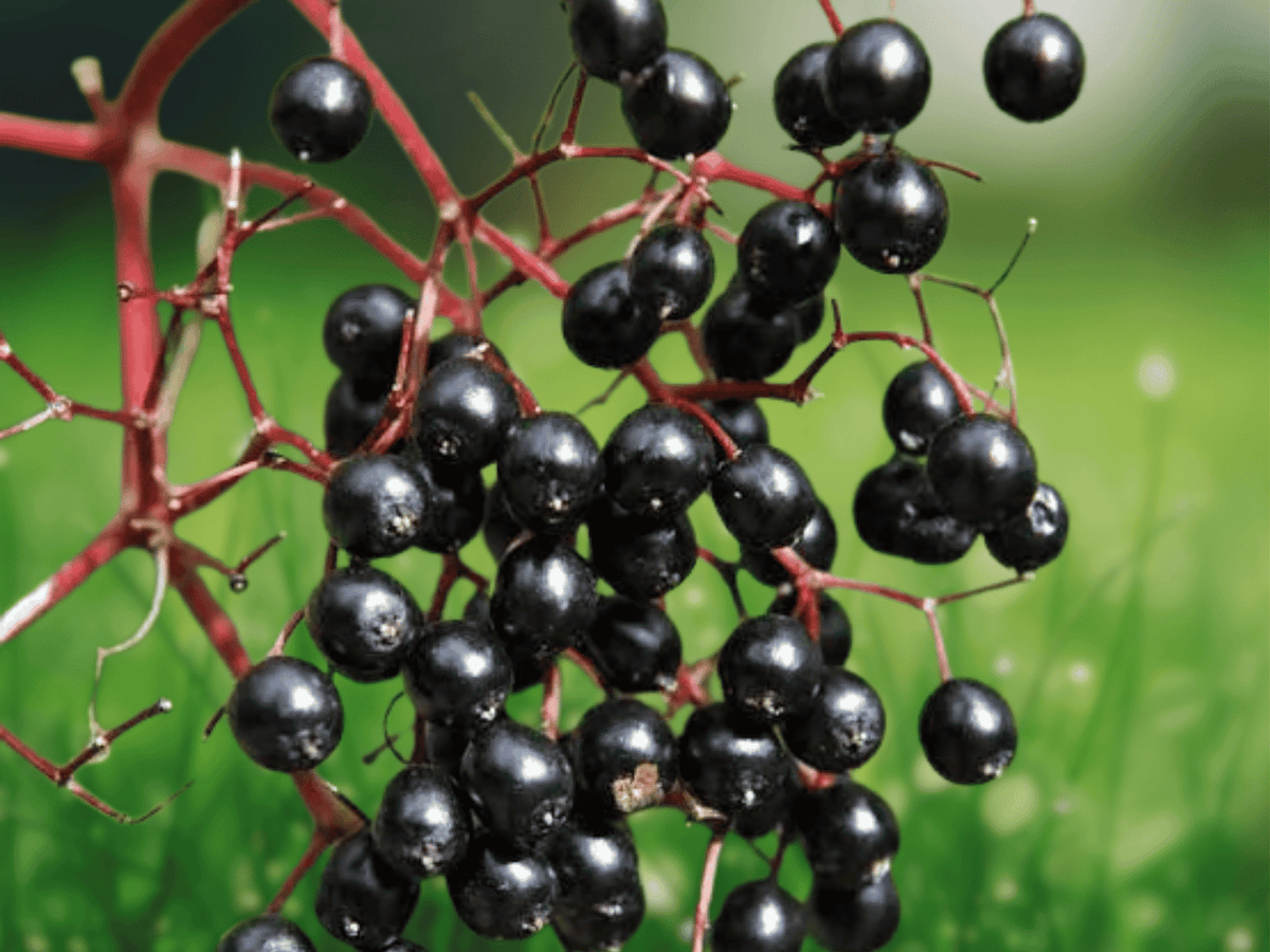 1 Live Elderberry Plant Sambucus nigra Bare Root Shrub 6 Inch Tall Hardy Edible Berry Shrub