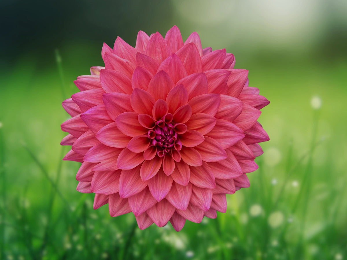25 Seeds Dahlia 'Grande Mendoza' Bi-Color Burgundy Yellow Hardy Perennial Easy Grow Ornamental