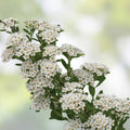 White Wedding Cake Spirea Cuttings, 10 Unrooted 6-8" Garden Decor, Spiraea prunifolia, Hardy Zones 5-9, DIY Planting