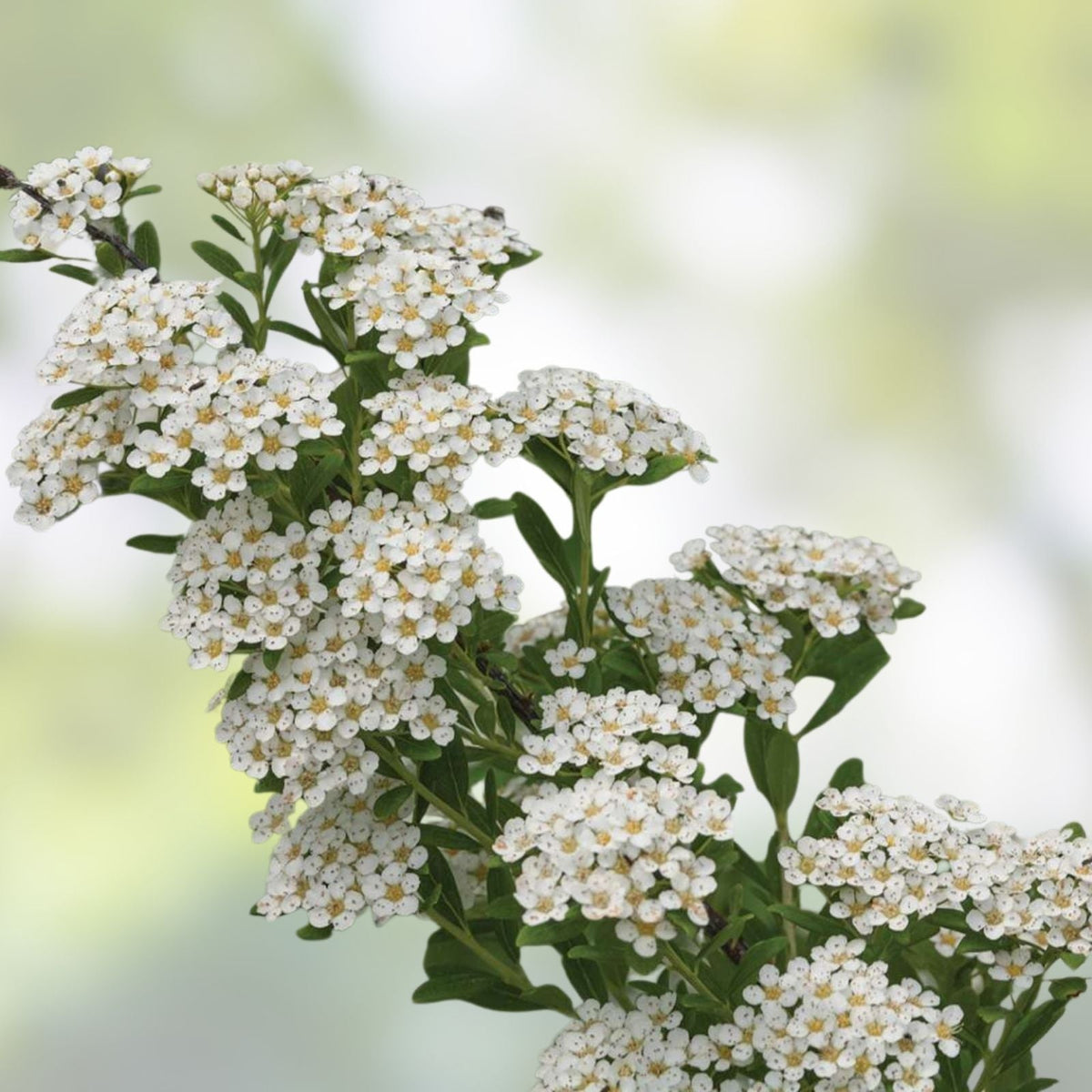 White Wedding Cake Spirea Cuttings, 10 Unrooted 6-8" Garden Decor, Spiraea prunifolia, Hardy Zones 5-9, DIY Planting