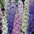 Giant Imperial Larkspur Seeds 100+ Newly Harvested Cut Flower Seeds Delphinium spp