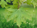 10 Seeds Bigleaf Maple Tree Acer macrophyllum Ornamental Shade Tree