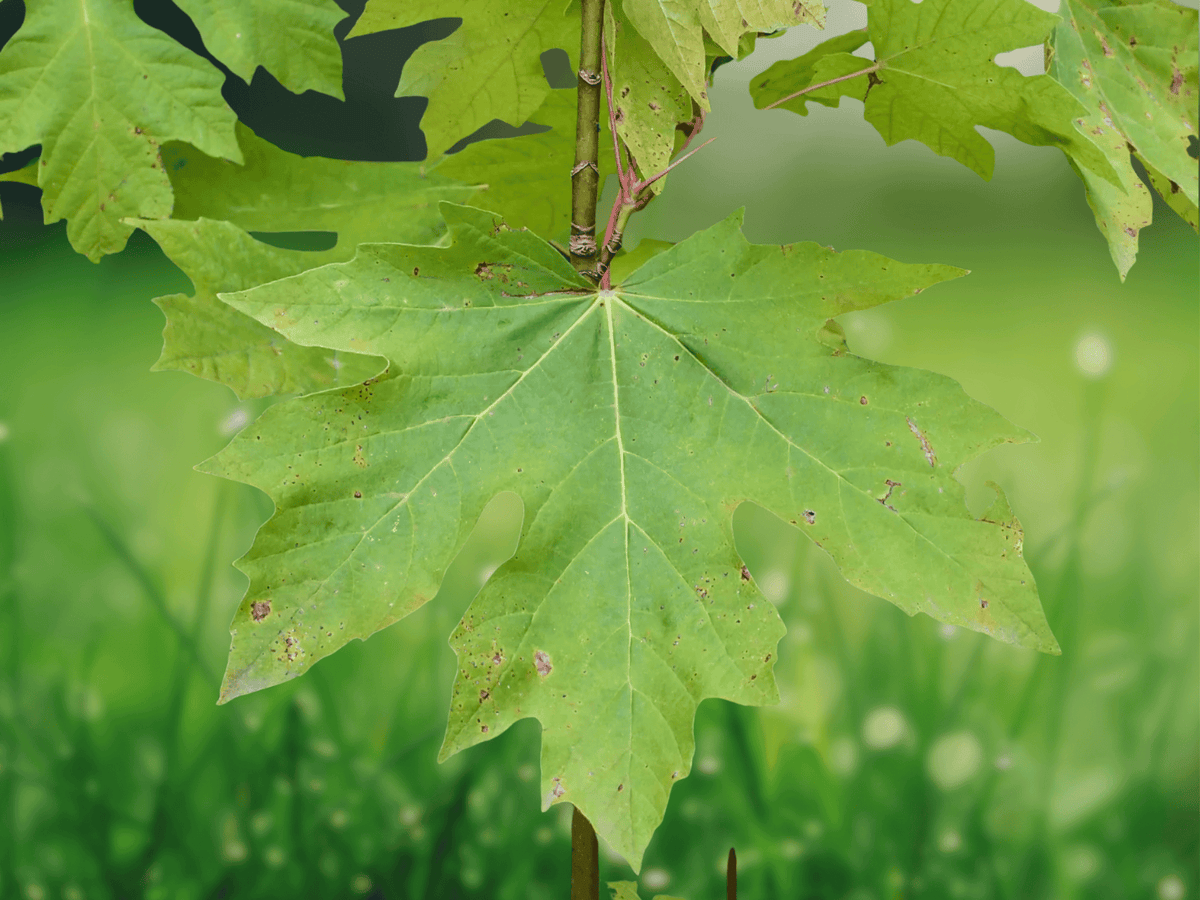 10 Seeds Bigleaf Maple Tree Acer macrophyllum Ornamental Shade Tree