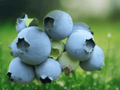1 Live Plant Sharpe Blue Blueberry Starter Plug Vaccinium corymbosum