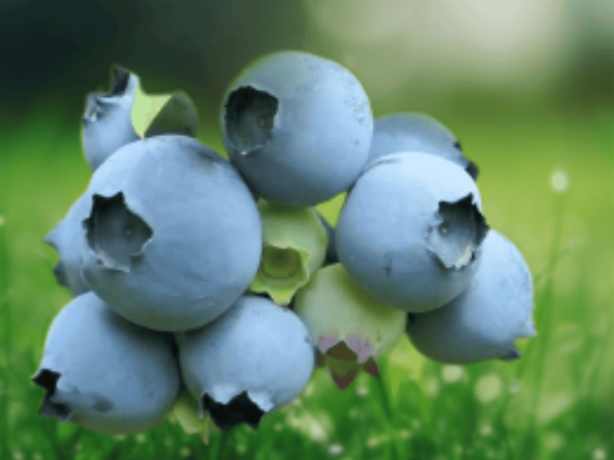 1 Live Plant Sharpe Blue Blueberry Starter Plug Vaccinium corymbosum