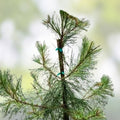 Loblolly Pine Seedlings 5-Pack | Fast Growing Southern Pines | Pinus taeda Live Plants for Reforestation & Privacy