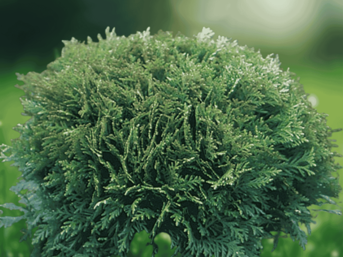 3 Little Giant Arborvitae Starter Plug Thuja occidentalis
