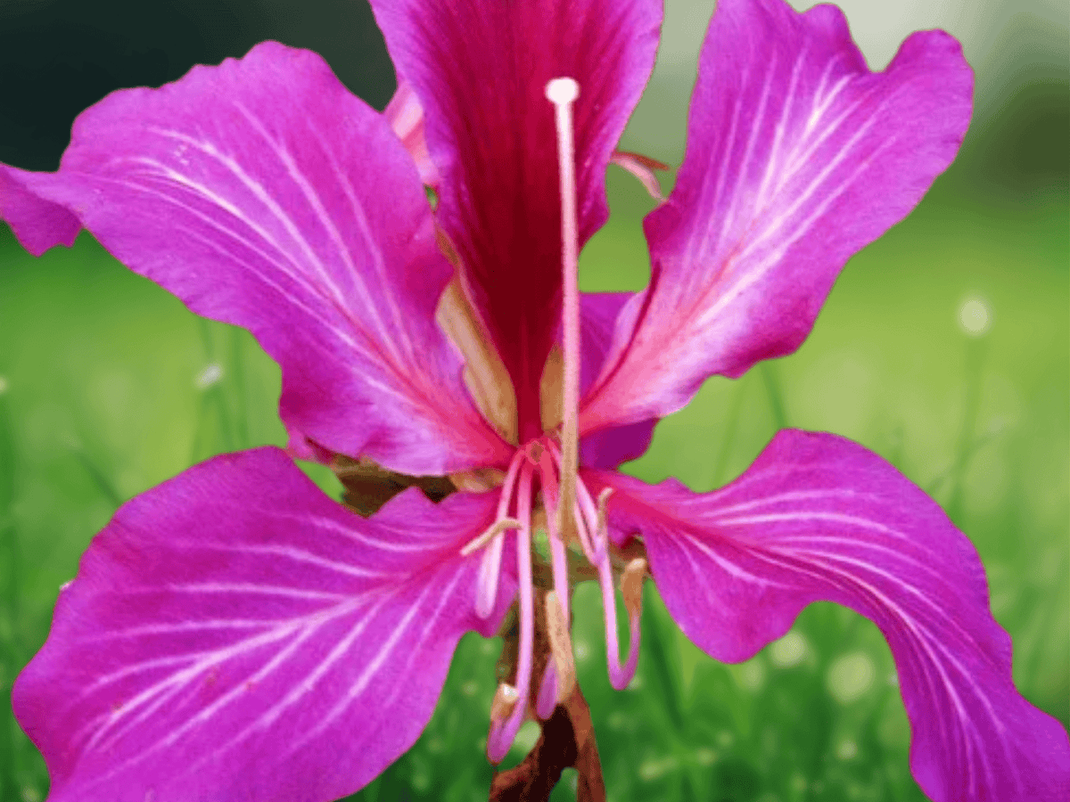 5 Seeds Bauhinia purpurea Purple Orchid Tree Tropical Flowering