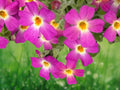 50 Phlox Seeds - Safari Dawn Annual - Warm Coral & Pink Blooms for Border Gardens