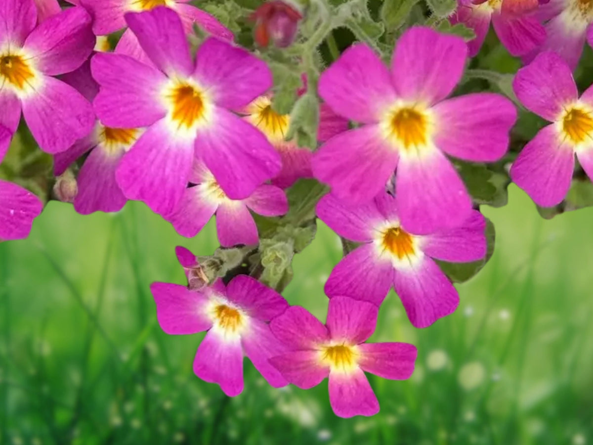 50 Phlox Seeds - Safari Dawn Annual - Warm Coral & Pink Blooms for Border Gardens