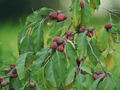 5 Seeds Mandarin Melonberry (Che) Maclura tricuspidata Hardy Fruit Tree