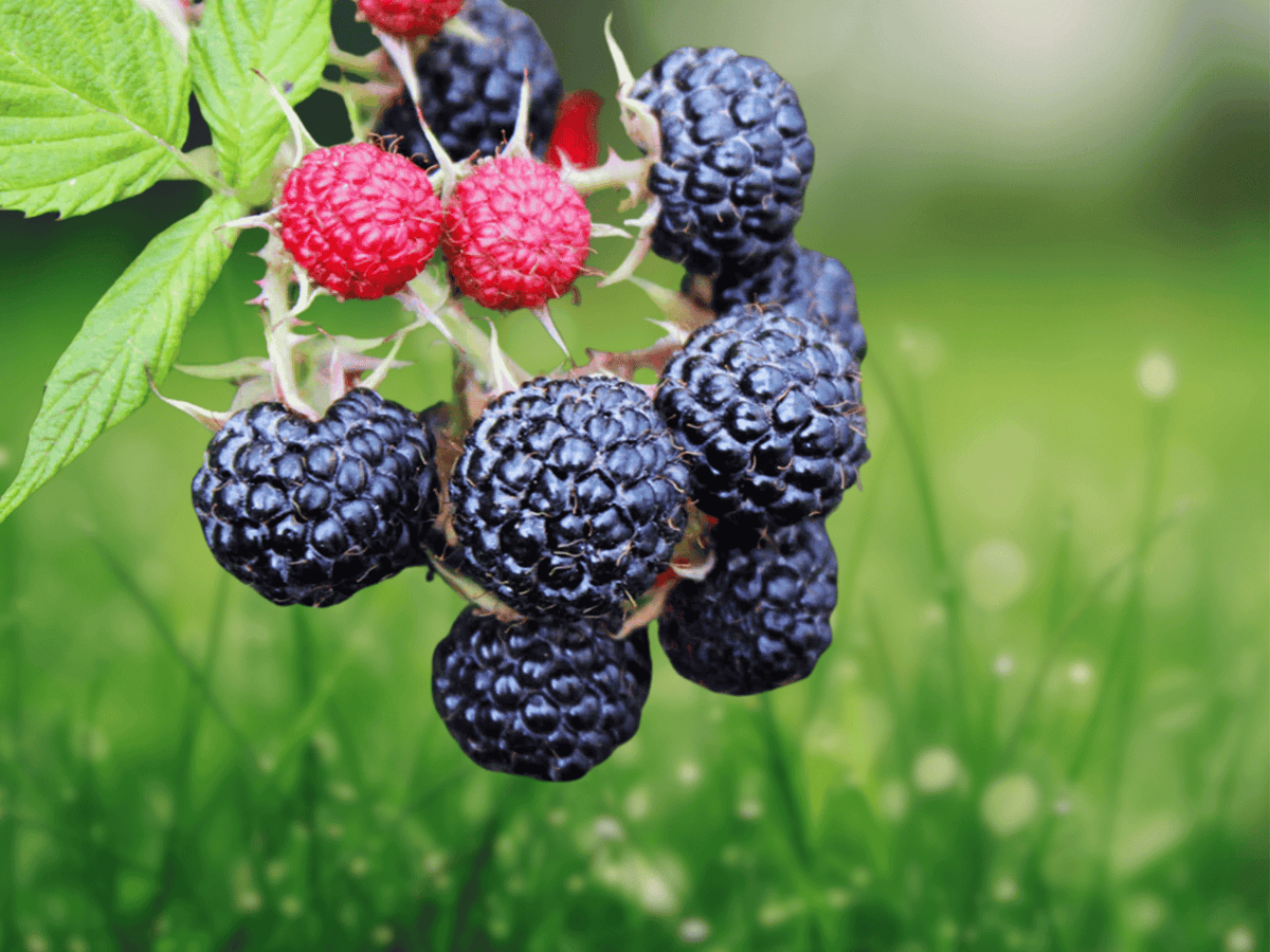 1 Live Plant Cumberland Black Raspberry Starter Plug Rubus occidentalis