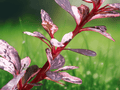 1 Live Plant Rose Glow Japanese Barberry