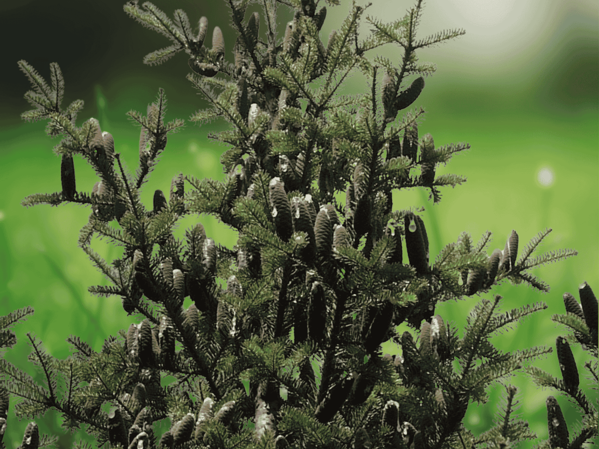 30 Seeds Canaan Fir Abies balsamea var. phanerolepis Evergreen Tree