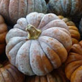 Organic Musquee De Provence Pumpkin Seeds 10 Pack Heirloom Variety Cucurbita Moschata Home Garden