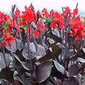 Mixed Canna Lily Bulbs 10 Pack | Colorful Varieties | Canna indica Flowering Bulbs for Garden Planting