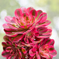 Rare Aeonium Succulent Cuttings 4-6” Pink Edges Green Live Plant Aeonium spp. for Garden and Indoor Decor