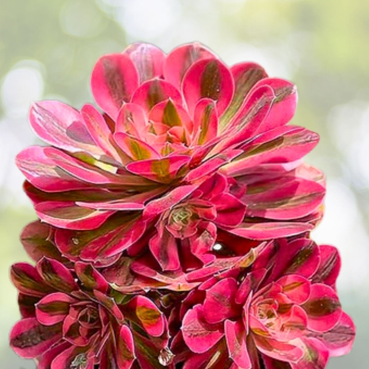 Rare Aeonium Succulent Cuttings 4-6” Pink Edges Green Live Plant Aeonium spp. for Garden and Indoor Decor