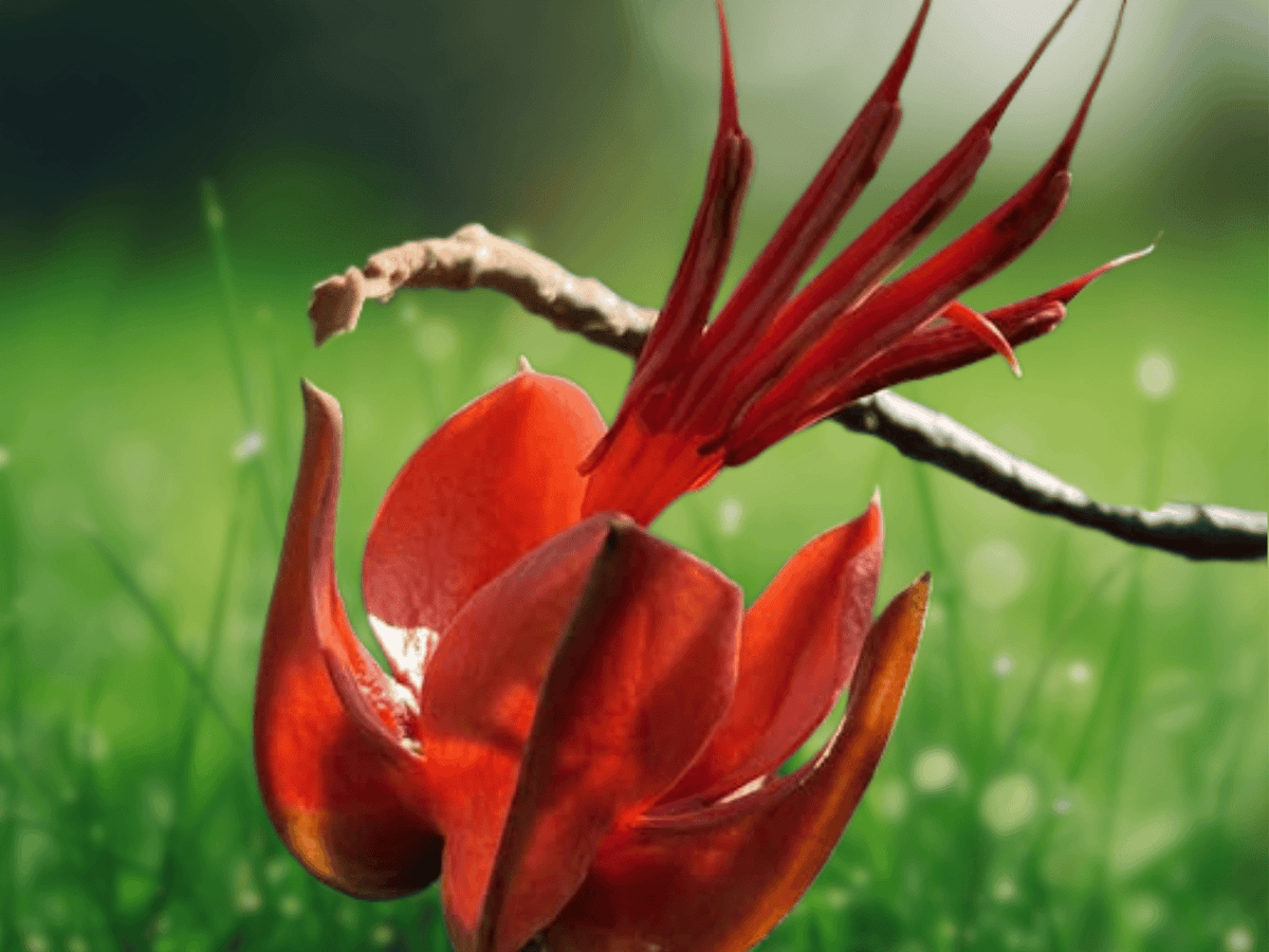 5 Seeds Chiranthodendron pentadactylon (Devil's Hand Tree) Rare Tropical Flowering Tree