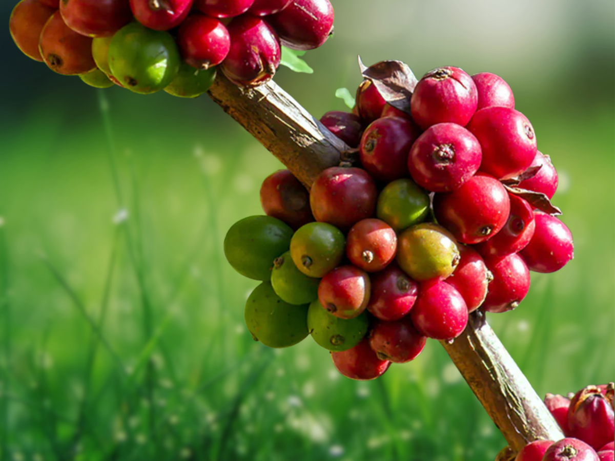 5 Seeds Coffea arabica 'Nana' Dwarf Coffee Plant Compact Ornamental Tree