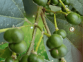 5 Seeds Grewia optiva Bihul Tree Fodder Shade Tree Seeds