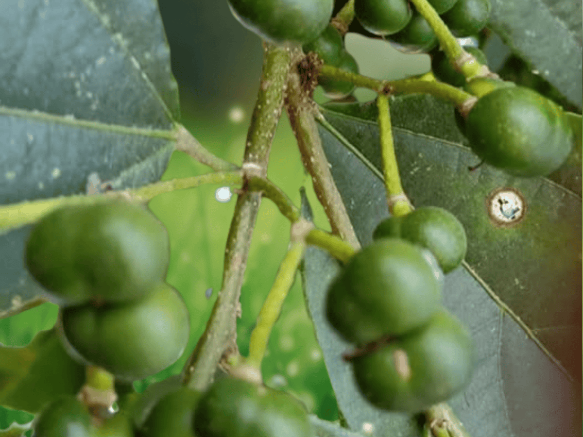 5 Seeds Grewia optiva Bihul Tree Fodder Shade Tree Seeds