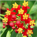 Blood Flower Milkweed Seeds 25 Count - Food Host Plant for Monarch Butterflies - Asclepias curassavica