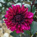 Dahlia Bulb Tuber 8-10" Red Purple Blooms Garden Flower Babylon Paars Live Plant