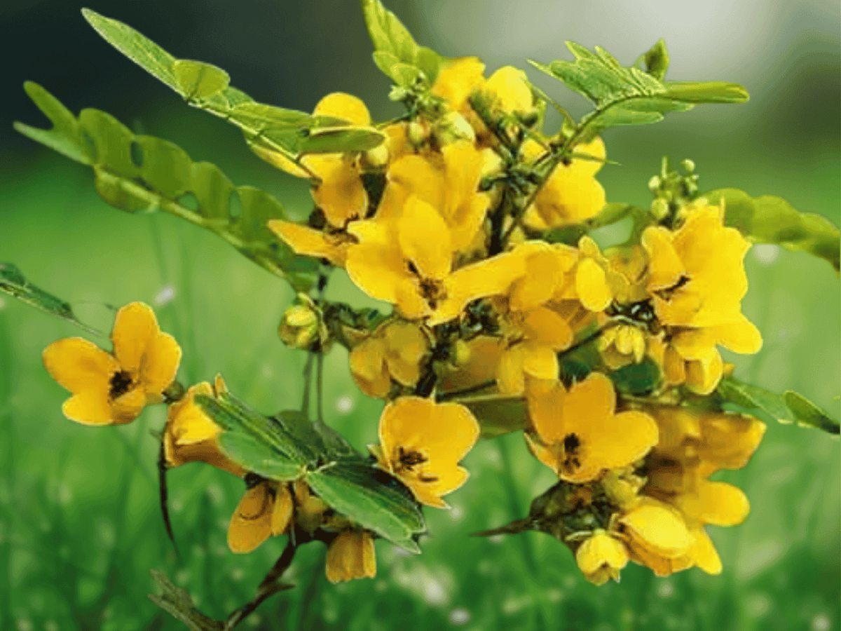 5 Seeds Scrambled Egg Bush Cassia glauca Yellow Flowering Shrub