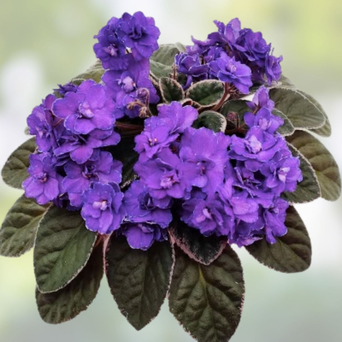 African Violet Leaves 2 Pack Buckeye Exotic Dancer Saintpaulia ionantha Indoor Plant Cuttings