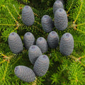 Abies Balsamea Fir Tree Seeds - 50 Pack for Outdoor or Potted Planting - Balsam Fir Seed Collection