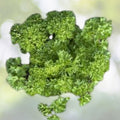 Triple Curled Parsley Seeds | Heirloom NON-GMO | Petroselinum crispum Garden Seeds