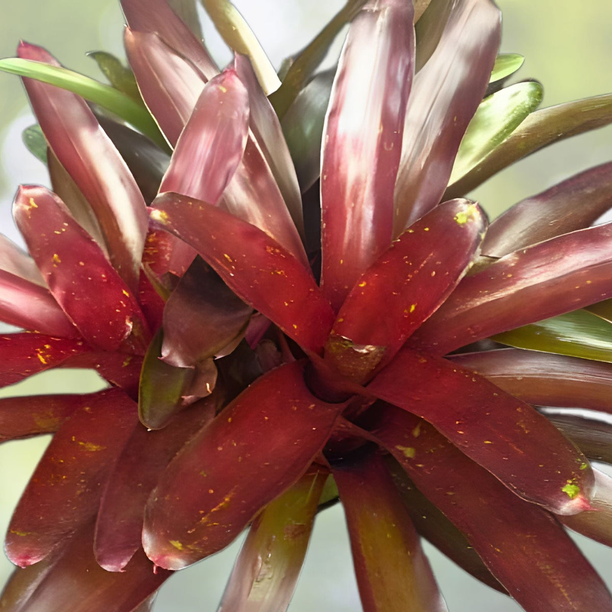 Neoregelia Elwood 6" Pot - Dark Burgundy Bromeliad - Neoregelia (P.) - Full Sun Groundcover Plant