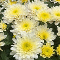 Vanilla Snow Mum Seeds 200+ Chrysanthemum Flower Seeds White Annual Mum Flowers Chrysanthemum morifolium