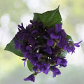 Purple Wild Violet Rhizomes 100+ Bareroot Organic Viola Perennial Edible Herbaceous Plant