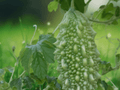 5 Seeds Bitter Melon Momordica charantia Bitter Gourd Heirloom Vine Vegetable Garden