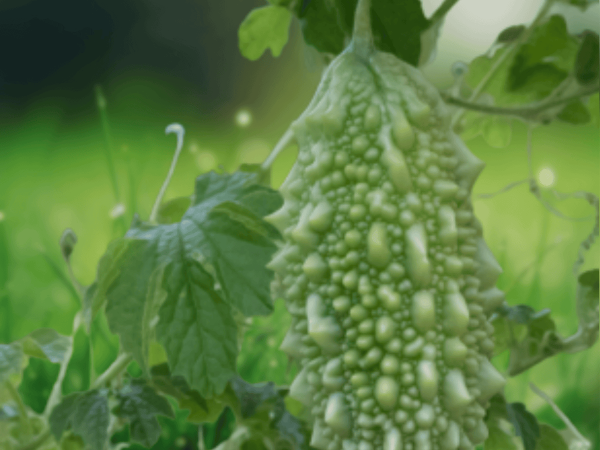 5 Seeds Bitter Melon Momordica charantia Bitter Gourd Heirloom Vine Vegetable Garden