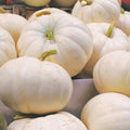 Organic White Boer Pumpkin Seeds - 10 Pack Heirloom Variety USA Grown Non-GMO Edible Seeds
