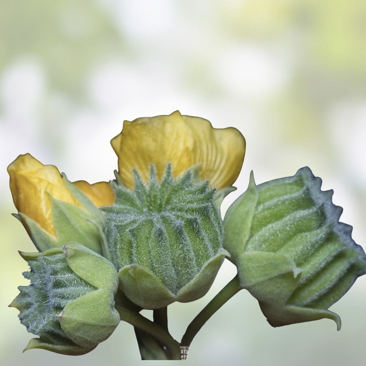 Velvetleaf Seeds for Planting - 50 Seeds - Button Bush Variety - Abutilon theophrasti - Ornamental Garden Flower Seed
