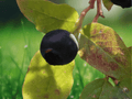 10 Seeds Thinleaf Huckleberry Vaccinium membranaceum Berry Shrub