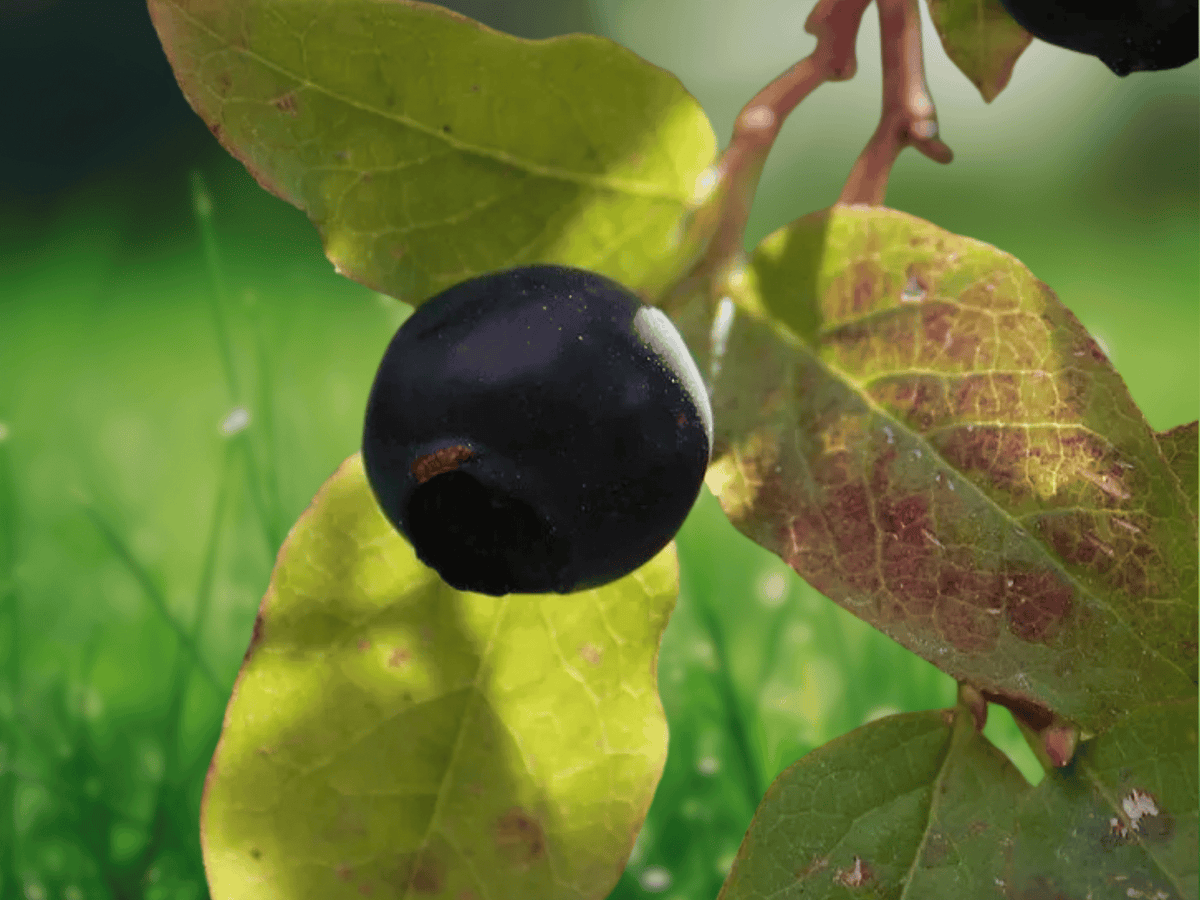 10 Seeds Thinleaf Huckleberry Vaccinium membranaceum Berry Shrub