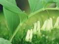 5 Seeds King Solomon's Seal Polygonatum biflorum Hardy Woodland Perennial Shade Garden