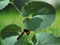 5 Seeds Aristolochia bracteolata Pipe Vine Ornamental Climbing Vine