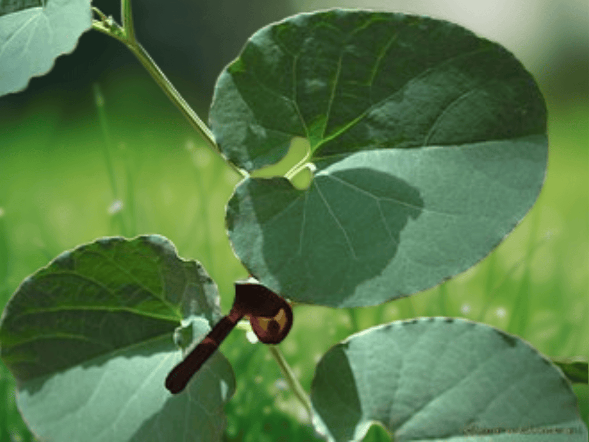 5 Seeds Aristolochia bracteolata Pipe Vine Ornamental Climbing Vine