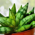 Sansevieria Cylindrica ‘Boncel’ Starfish Snake Plant 5" Wide Green Indoor/Outdoor Air-Purifying Drought-Resistant