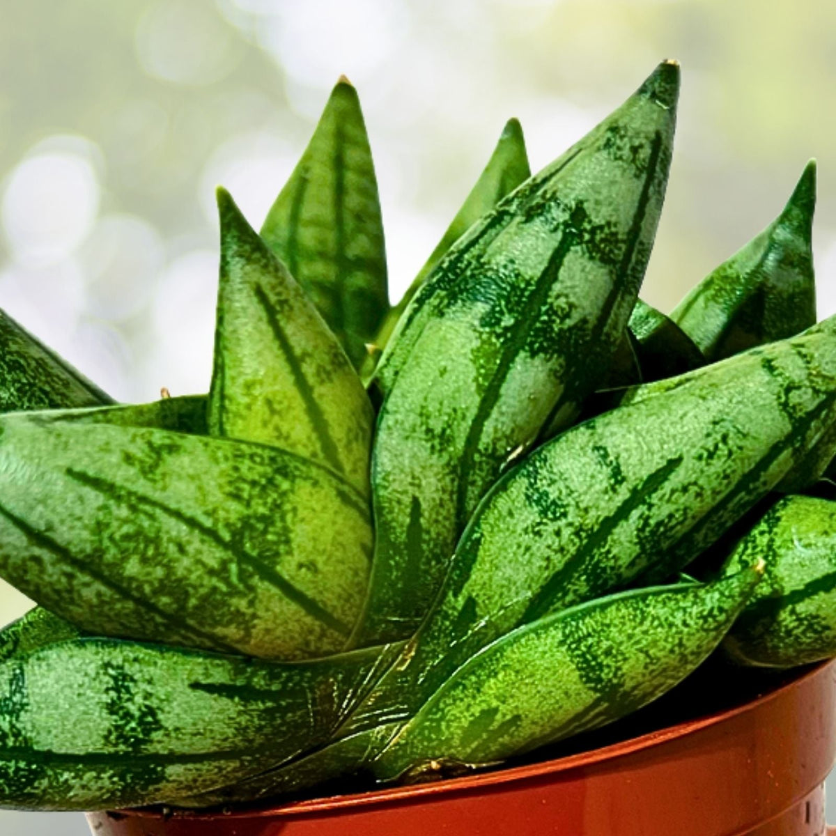 Sansevieria Cylindrica ‘Boncel’ Starfish Snake Plant 5" Wide Green Indoor/Outdoor Air-Purifying Drought-Resistant