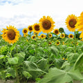 Large Mammoth Grey Stripe Sunflower Seeds for Planting - Helianthus annuus - Non-GMO, High-Yield, Garden Planting