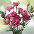 Lisianthus Seeds Coral Momento Non-GMO Heirloom Flower Seeds 125-5000 Count Eustoma grandiflorum
