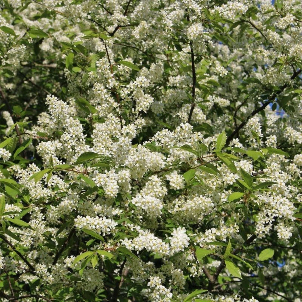 Hackberry Tree Live Bare Root Plants Set of 2, Celtis occidentalis, Hardy Durable Trees for Birds, Zones 3-9