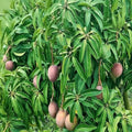 Kent Mango Seeds - 4 Fresh USA So Sweet - Mangifera indica - Tropical Fruit Seeds for Home Garden